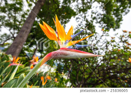 Bird of Paradise flower, Strelitzia 25836005