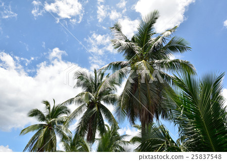 Coconut tree 25837548