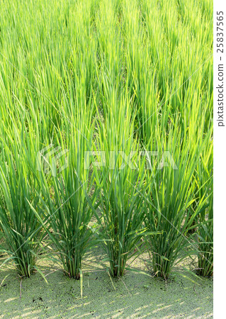 Material of rice cultivation Material of rice cultivation 25837565