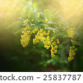 Beautiful barberry flowers with bokeh 25837787