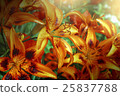 orange lilies in garden after rain 25837788