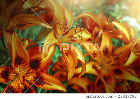 orange lilies in garden after rain 25837788