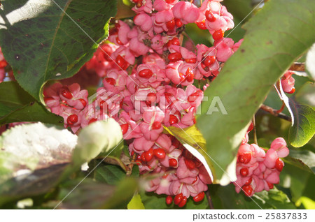 Mayumi's red fruit (in Hokkaido and Kushiro wetlands) Mayumi's red fruit (in Hokkaido and Kushiro wetlands) 25837833