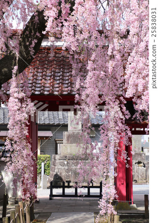Shikonji寺（白川市）的Otome公主 25838031