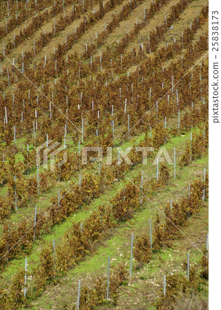 vineyard on gentle slope in Etna region, Sicily 25838173