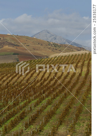 vineyard on gentle slope in Etna region, Sicily 25838177