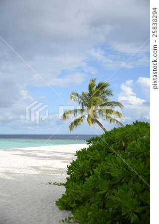 Beach Palm Tree Maldives Honeymooner Beach Palm Tree Maldives Honeymooner 25838294