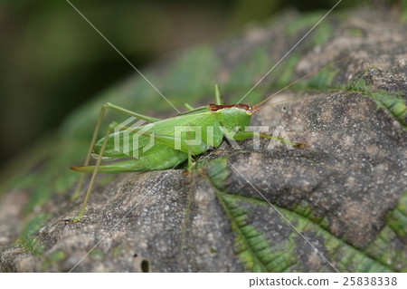 It seems that it divides into two kinds of living thing insects, otoku and hayashi. Because I found it in a miscellaneous tree, is it hayashi? It seems that it divides into two kinds of living thing insects, otoku and hayashi. Because I found it in a miscellaneous tree, is it hayashi? 25838338