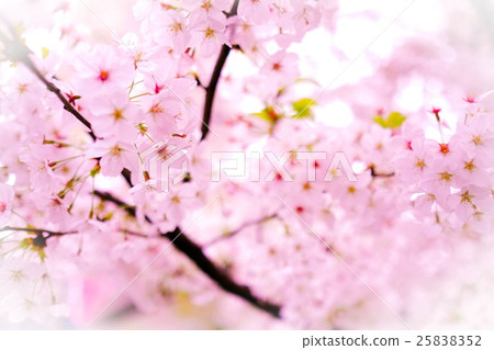 Pink cherry blossom 25838352