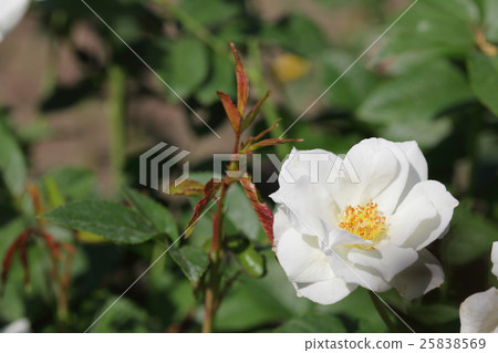 Iceberg Rose Flower Iceberg Rose Flower 25838569