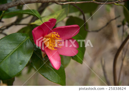 Yukitaka flower 25838624