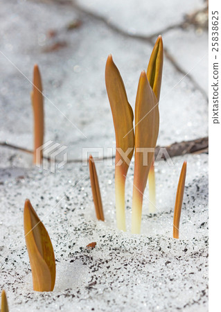 The seedling spiraling through the remaining snow The seedling spiraling through the remaining snow 25838625