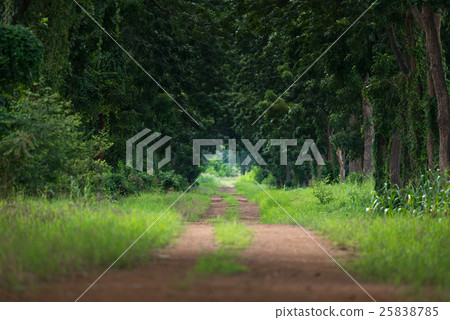 A road lined with trees in a rural setting A road lined with trees in a rural setting 25838785