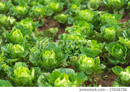 Cabbage field close up  25838786