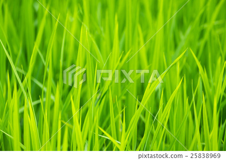 Young rice sprout close up Young rice sprout close up 25838969