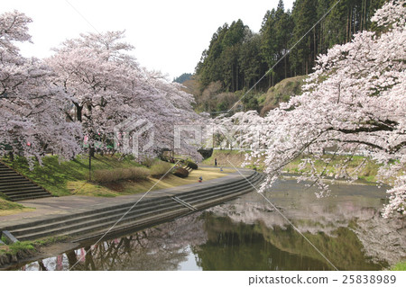 Kitashikawa · Sakura of Imadegawa (Ishikawa Town) 25838989