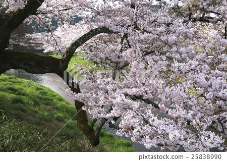 北川川·Imadegawa的櫻花(石川町) 北川川·Imadegawa的櫻花(石川町) 25838990