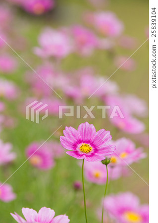 粉紅波斯菊(秋季櫻花)—旅遊/背景圖片。 粉紅波斯菊(秋季櫻花)—旅遊/背景圖片。 25839104
