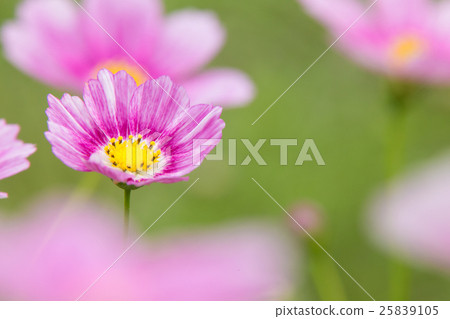 鮮花和自然景觀點綴著粉紅色波斯菊(秋季櫻花) 鮮花和自然景觀點綴著粉紅色波斯菊(秋季櫻花) 25839105