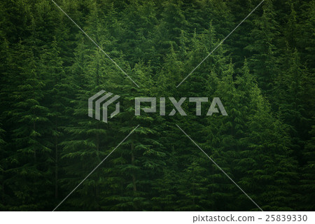 Pine forest 25839330