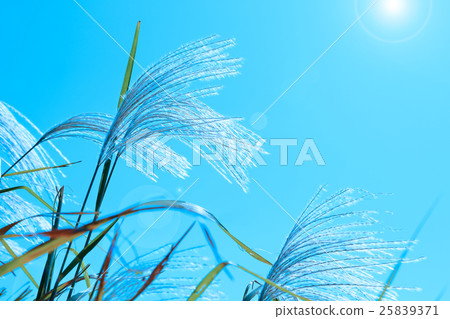 Miscanthus 25839371
