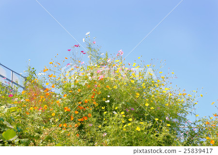 Cosmos Cosmos 25839417