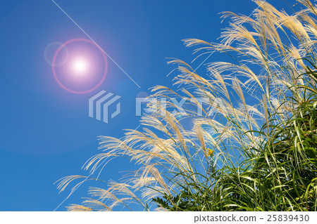 Miscanthus 25839430