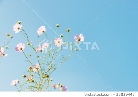 Cosmos Cosmos 25839445