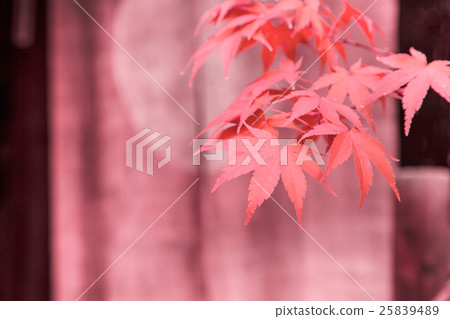 Maple Maple 25839489