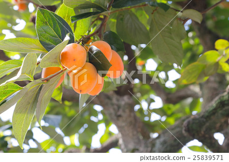 Persimmon tree Persimmon tree 25839571