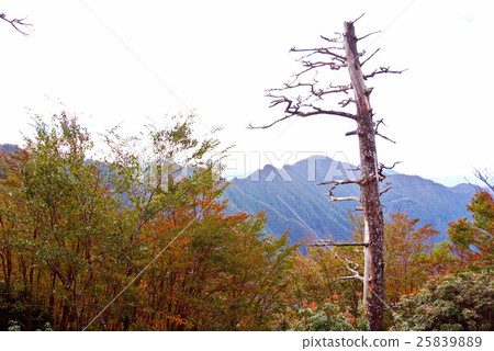 Oomine of autumn leaves 25839889