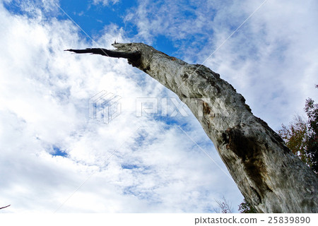 Blue sky and dead tree 25839890