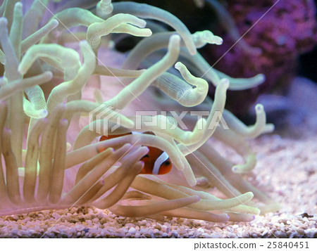 海葵和海葵魚的共生 25840451