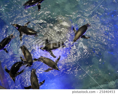 企鵝 企鵝 25840453