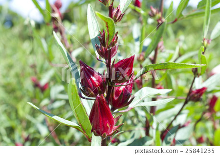 Fruit of rosel 25841235