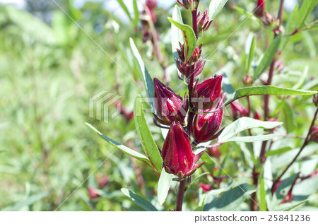 Fruit of rosel 25841236