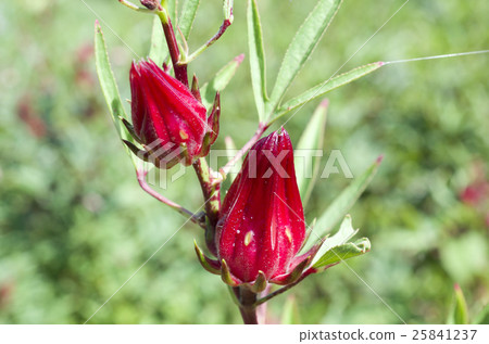 Fruit of rosel Fruit of rosel 25841237