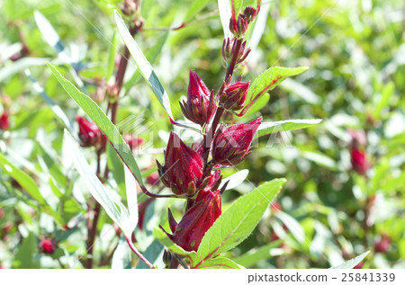 Fruit of rosel 25841339