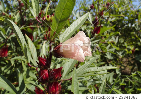 玫瑰茄花 玫瑰茄花 25841365