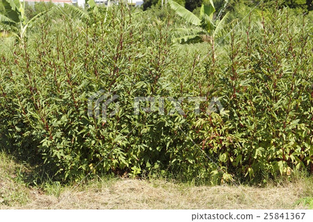 Roselle field Roselle field 25841367