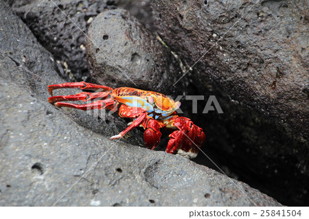 Grapsus crab on volcanic rock 25841504