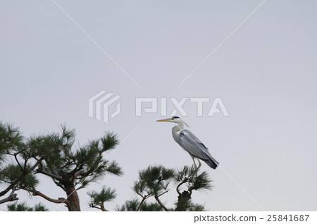 Gray heron Gray heron 25841687