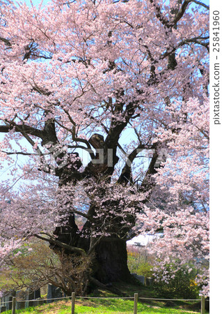 Shinanozaki Oazakura（Honma） 25841960