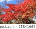 Autumn leaves 25841964