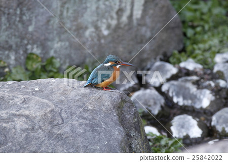 Kingfisher Kingfisher 25842022