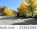 Ginkgo 25842088