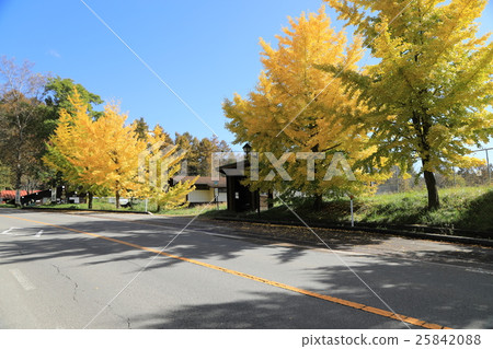 Ginkgo Ginkgo 25842088