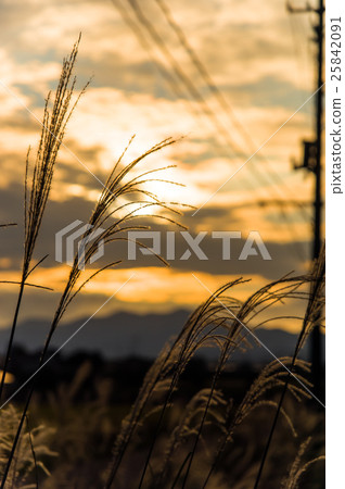 Miscanthus Miscanthus 25842091