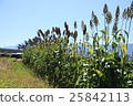 Millet fruit 25842113