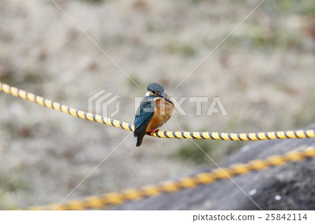 A kingfisher that sticks to a rope A kingfisher that sticks to a rope 25842114